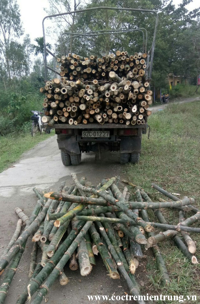 cọc tre giá rẻ Huế